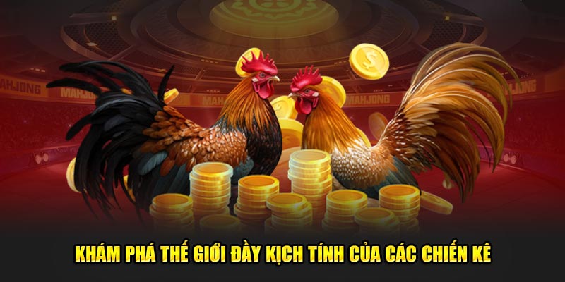 khám phá thế giới đầy kịch tính của các chiến kê