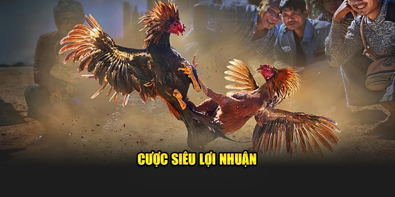 cược siêu lợi nhuận 