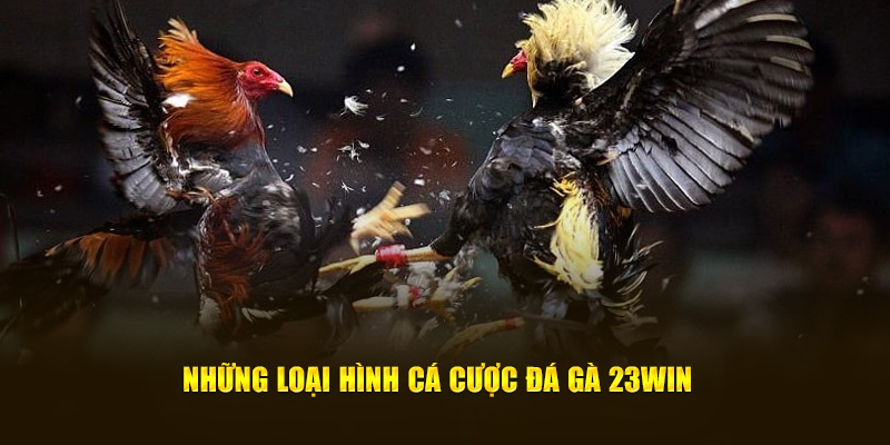 những loại hình các cược đá gà 23win