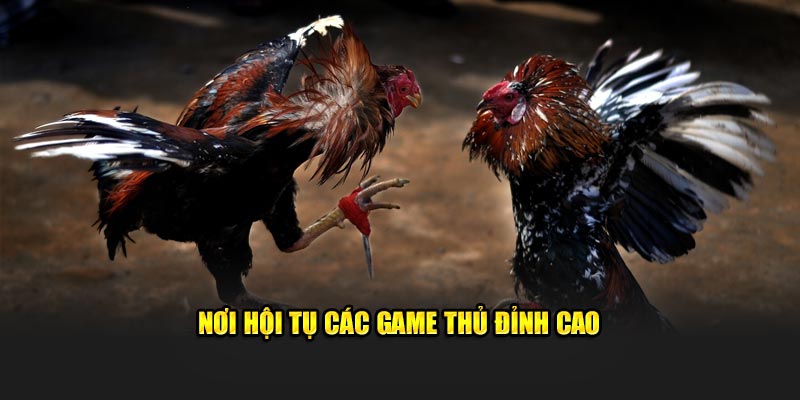 nơi hội tụ các game thủ đỉnh cao 