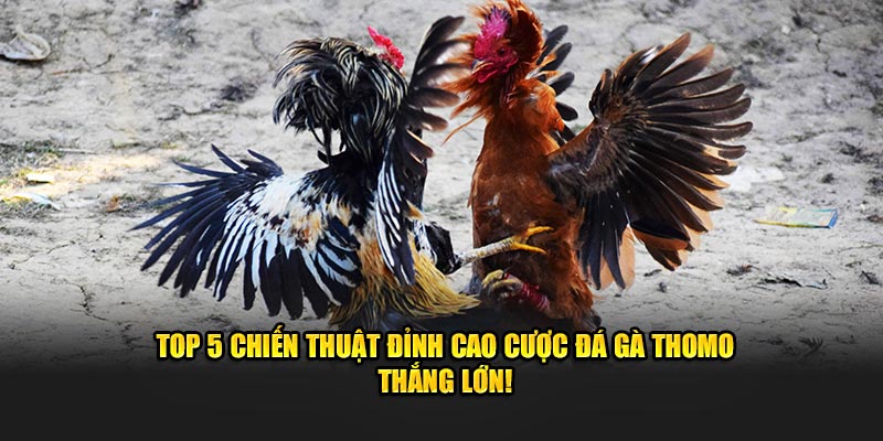 top 4 chiến thuật đỉnh cao cược đá gà thomo thắng lớn